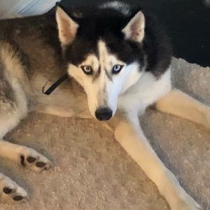 Meet your Posher, Benito